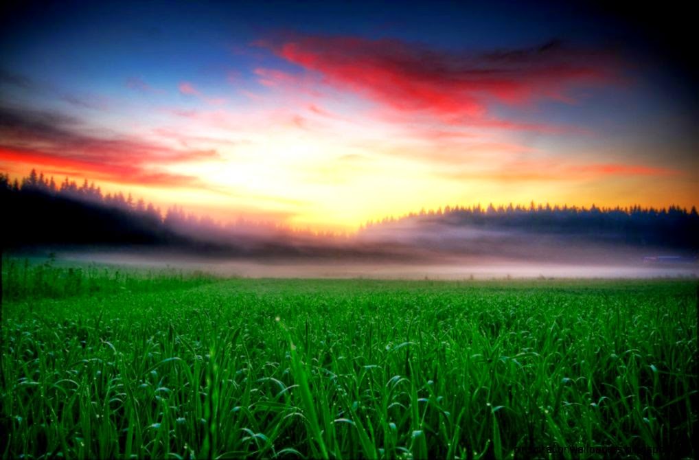 Morning dew by Timosetae on DeviantArt Morning dew by Timosetae on DeviantArt