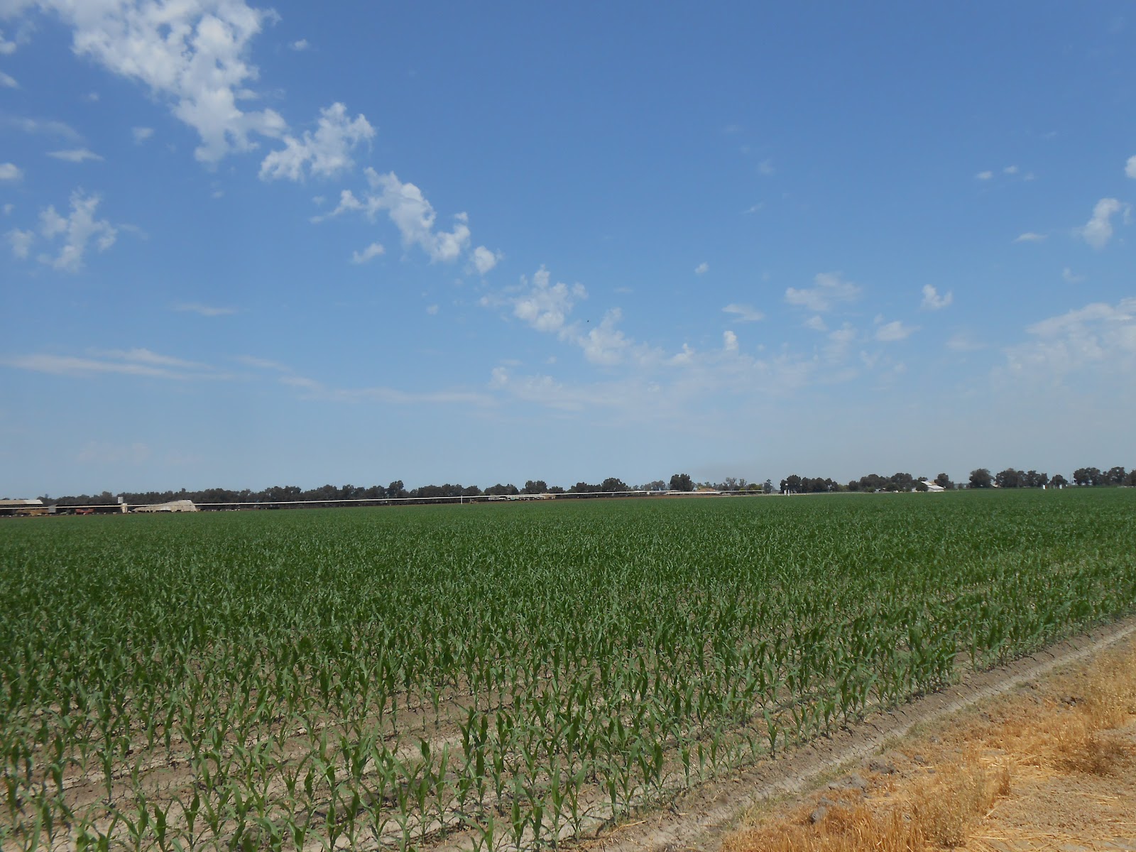 Agriculture in my Hometown of Tulare, California Farmer Bloggers