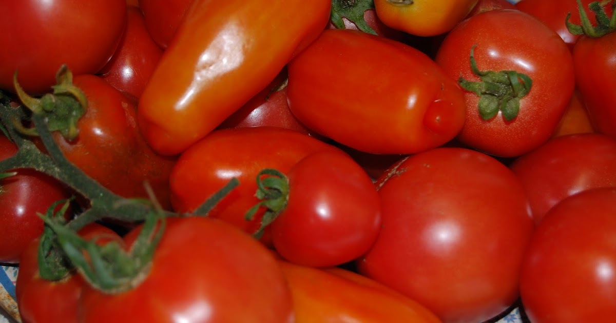 Tomatoes Life on Pig Row