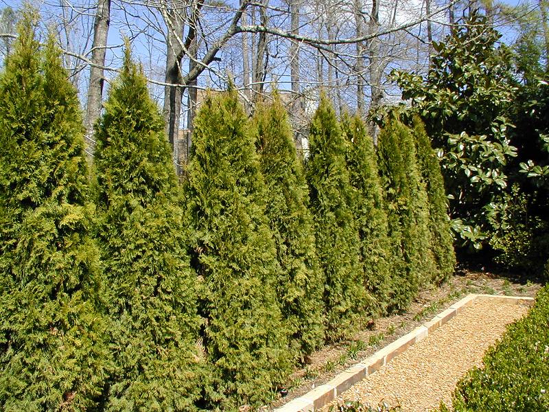 Arborvitae Species Arbor Tool Galleries