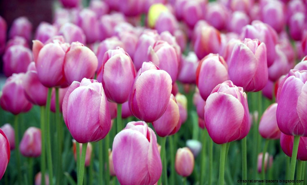 Tulip Flower And Plants Tulip Like Flower Tulip Flower And Plants Tulip Like Flower