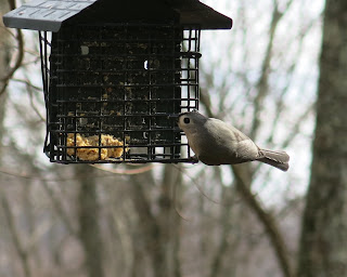 Tufted Titmouse, Friday, November 27, 2015, 10:57:07 AM