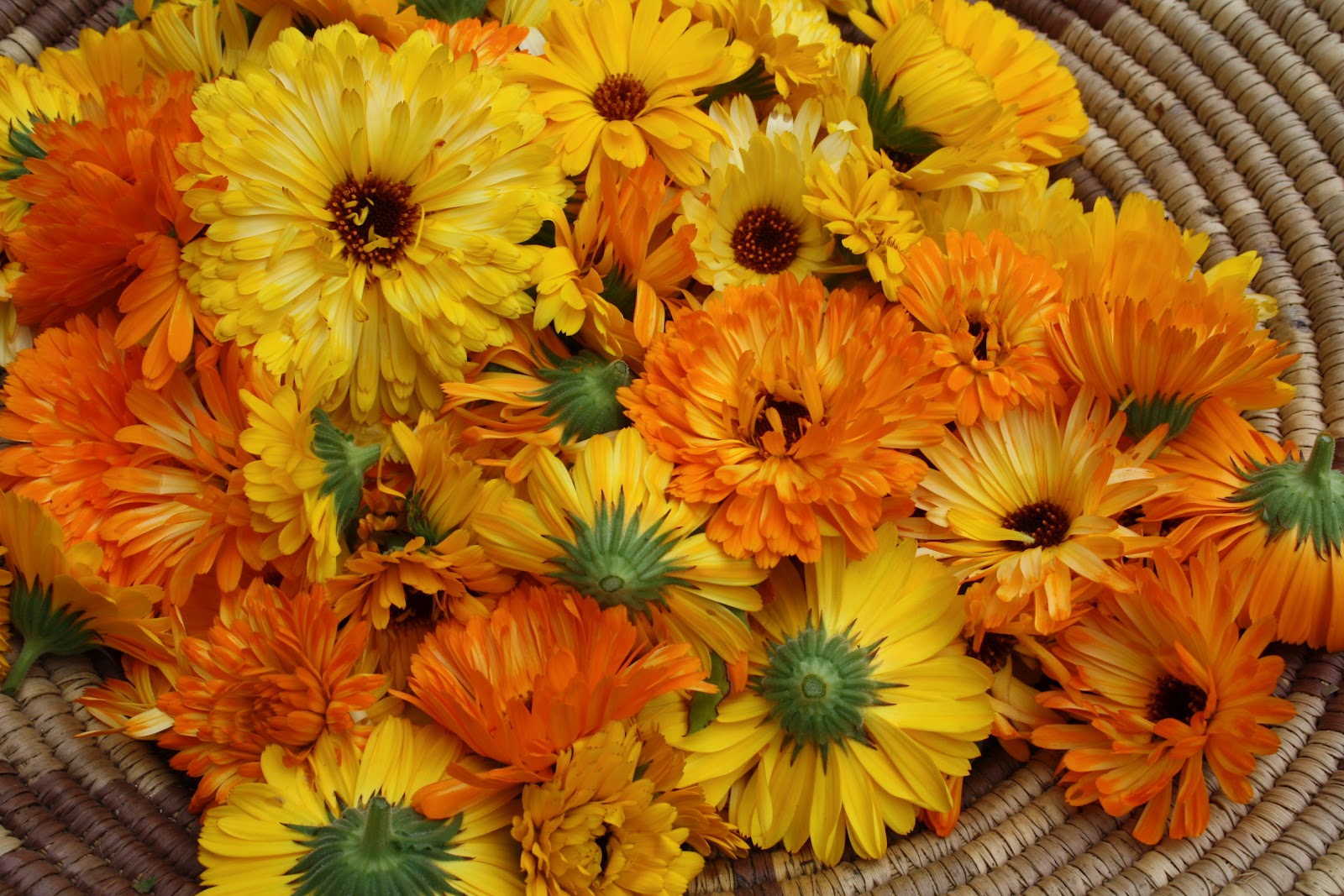 Frenchy Addict: Harvesting :: calendula