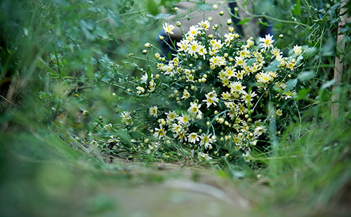 [Image: ha-noi-dep-tinh-khoi-mua-cuc-hoa-mi-4.jpg]