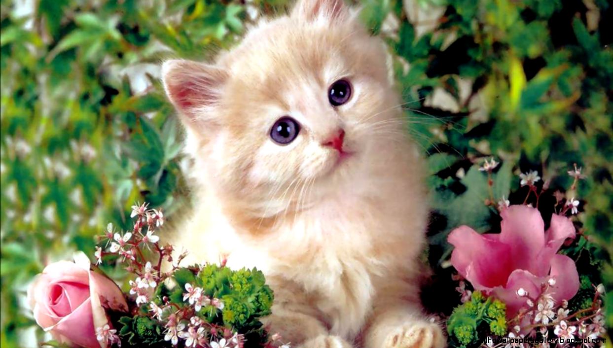 free computer desktop hd free computer desktop hd