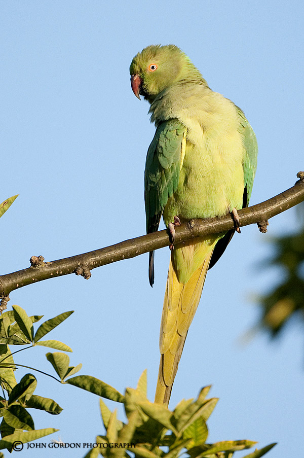 John Gordon/Listening to Birds Blackie Spit (Parrots and Hawks)