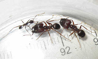 Minor worker and major workers of Pheidole longipes
