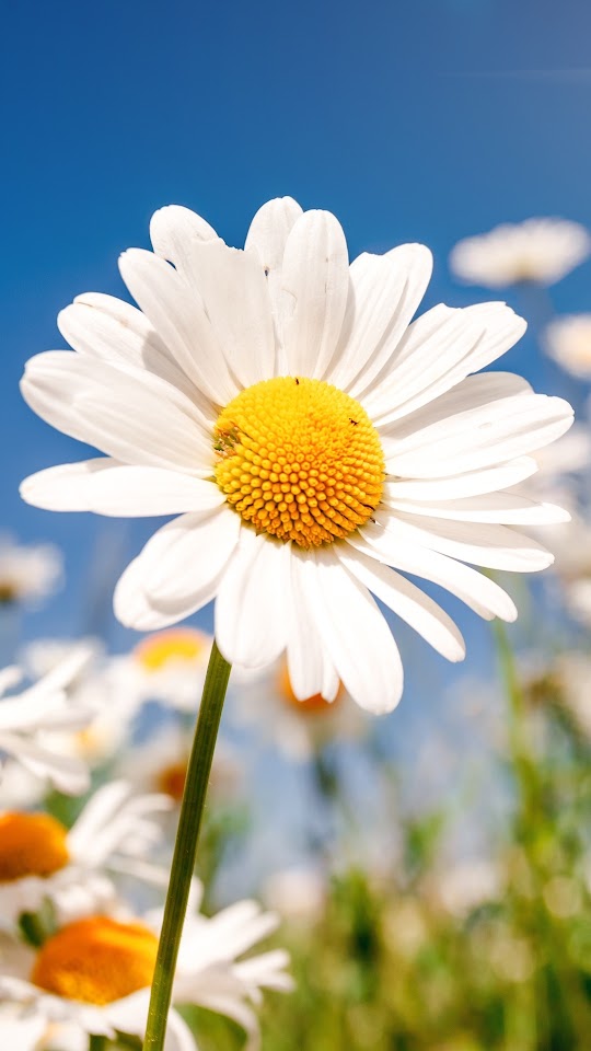 Daisies Field Flowers Android Wallpaper