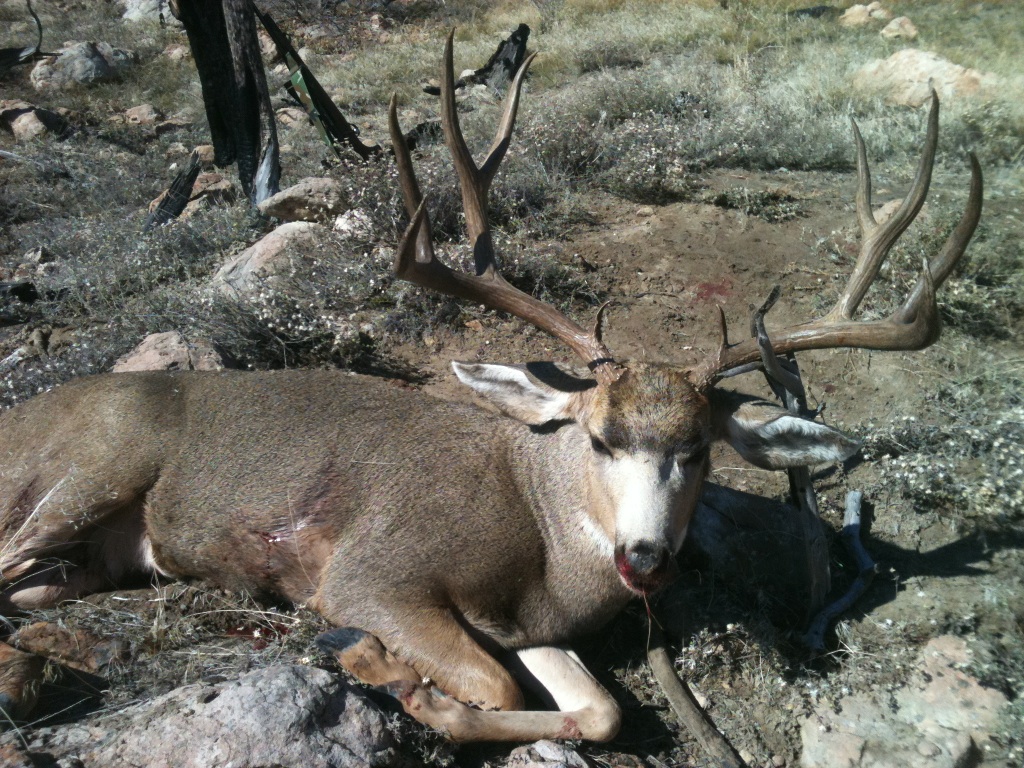Ryan's Roost A Northern CA Hunter's Blog My California Muzzleloader