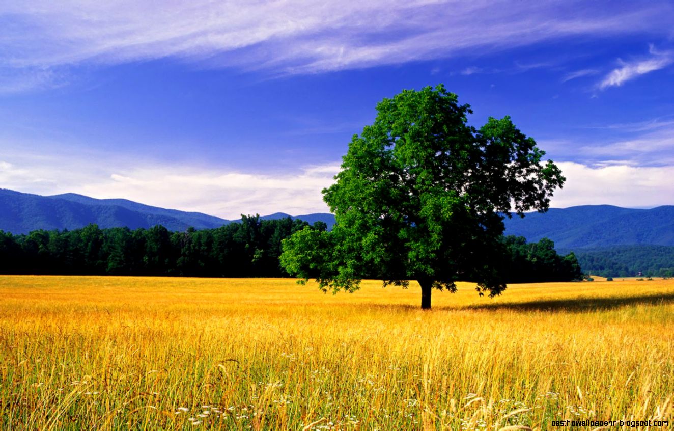 Nature scene wallpapers HD scene wallpapers HD natural Nature scene wallpapers HD scene wallpapers HD natural