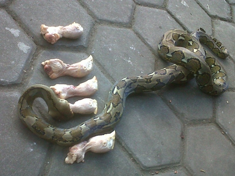 HoBi KiTa PuRBaLiNgGa: Korelasi pemberian makan hidup ataumati pada