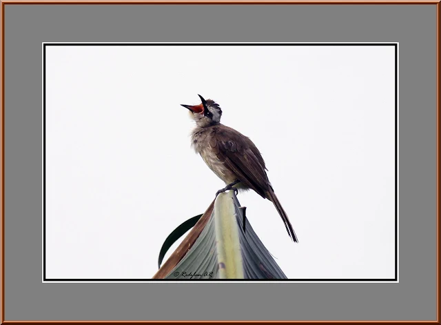 Hungry Juvenile Bulbul