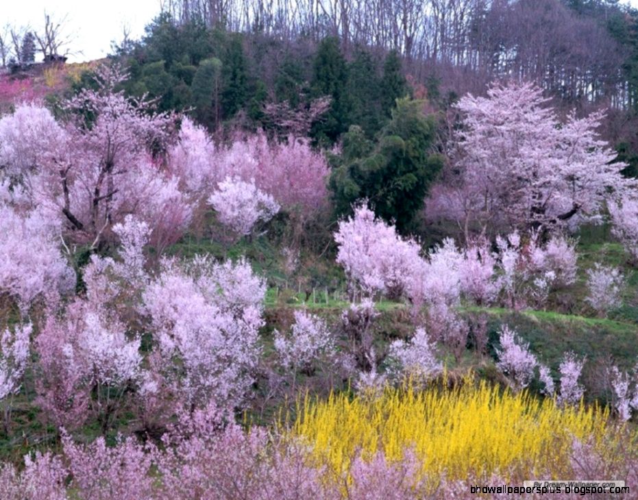 Free Wallpaper Spring Season Free Wallpaper Spring Season