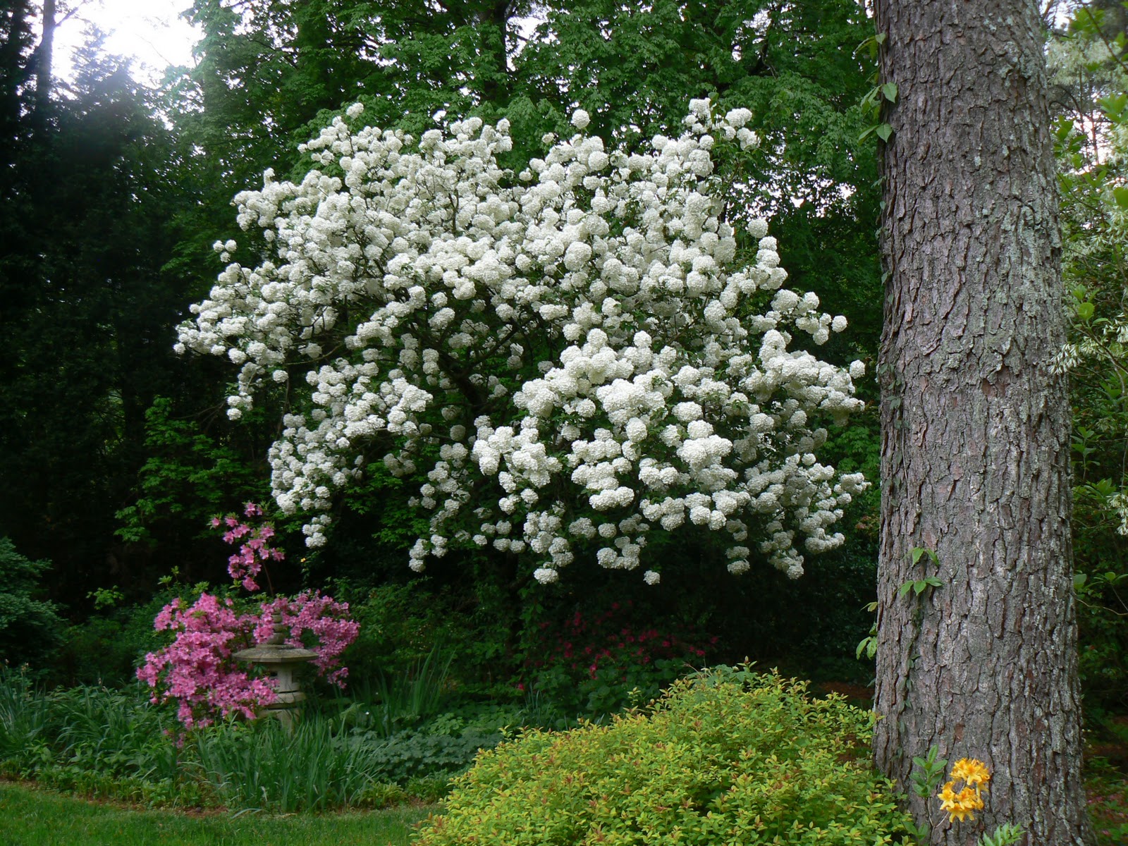 Garden Photo Of The Day 12 01 2011 01 01 2012