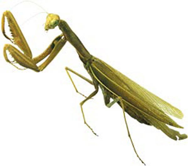 Praying Mantis facts