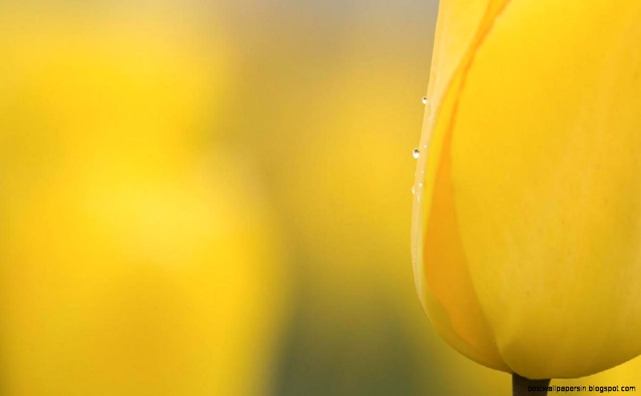 Yellow Wallpaper 6874157 Yellow Wallpaper 6874157