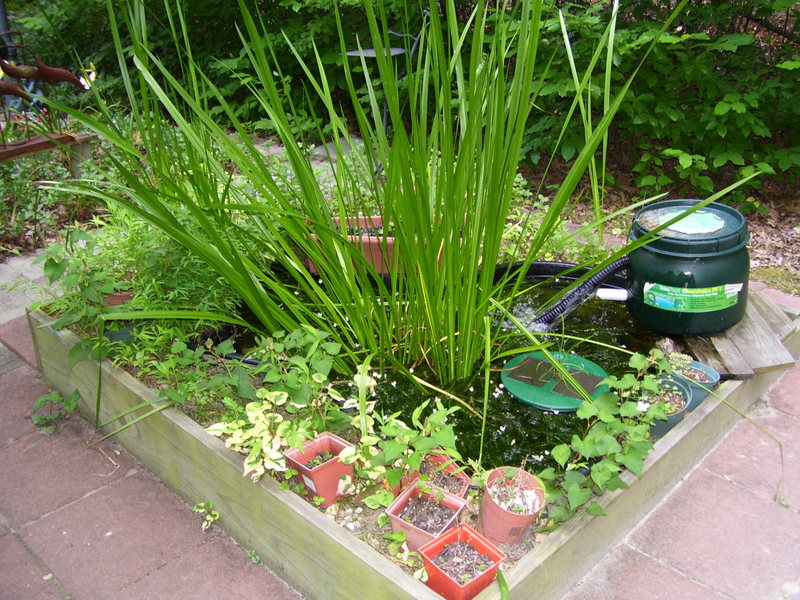 pond-windbreak.jpg