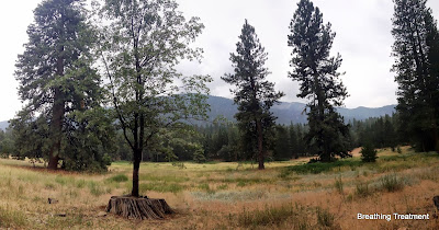 Meadow with Ponderosa stump and oak