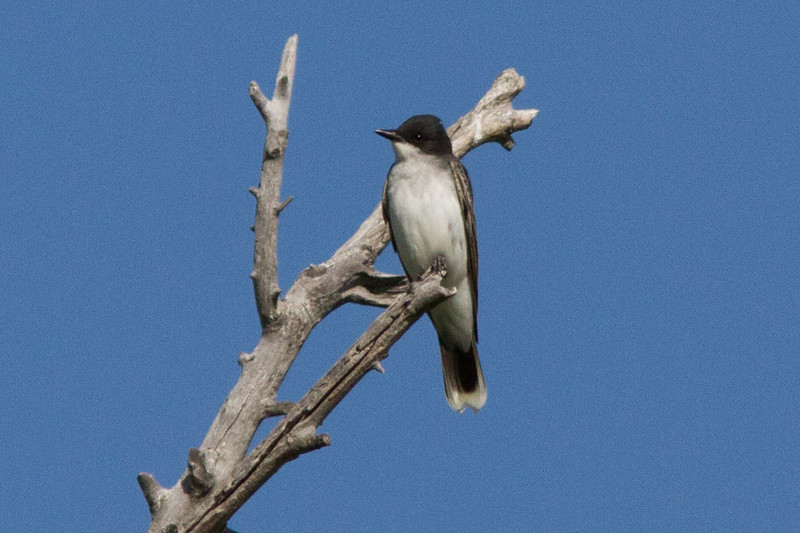 Eugene Backyard Birds Malheur NWR Trip