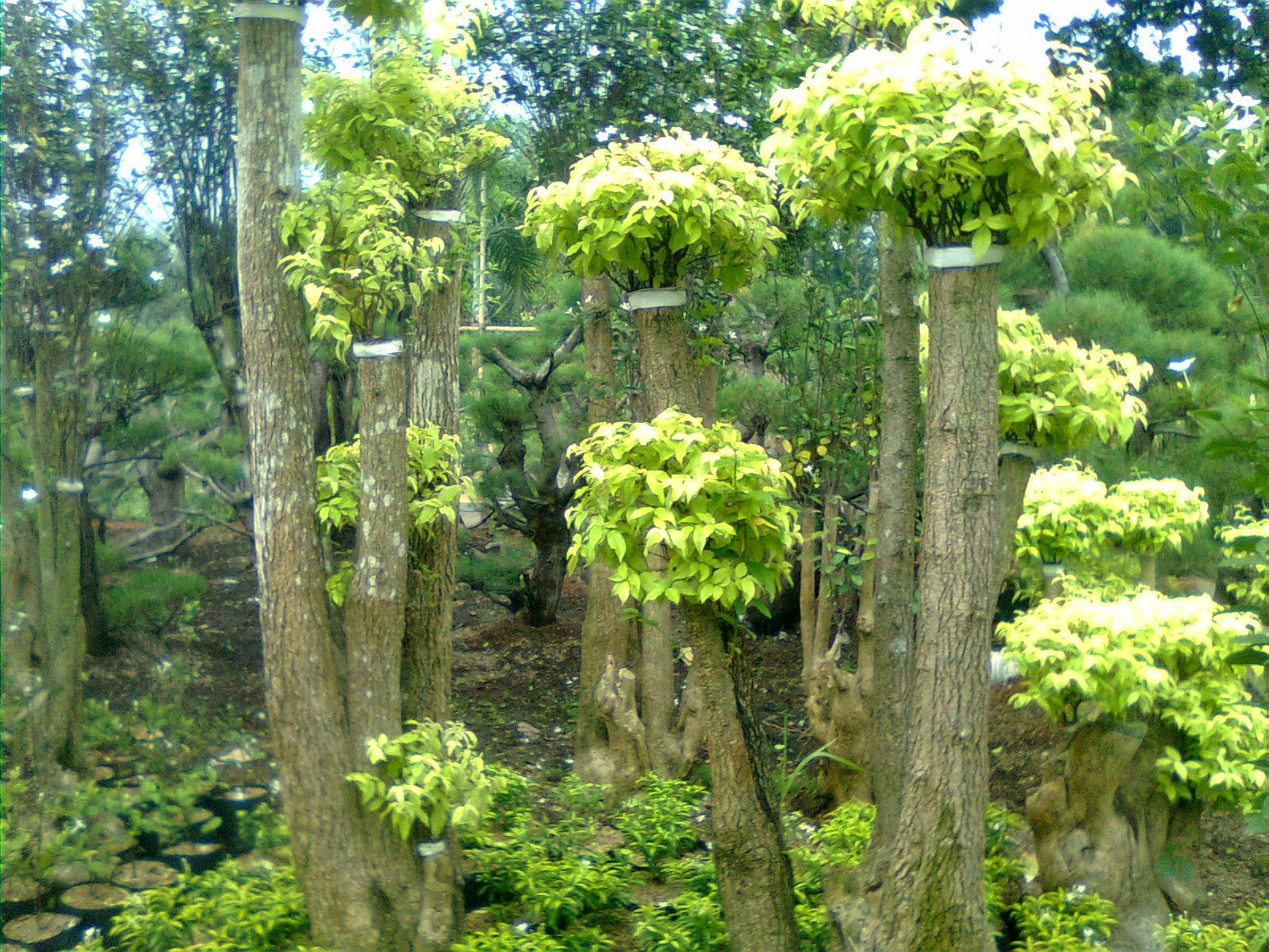 Jual Pohon Anting Putri Jenis Bonsai Berbakat Taman Landscape The