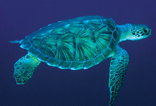 turtles animal under sea wallpaper