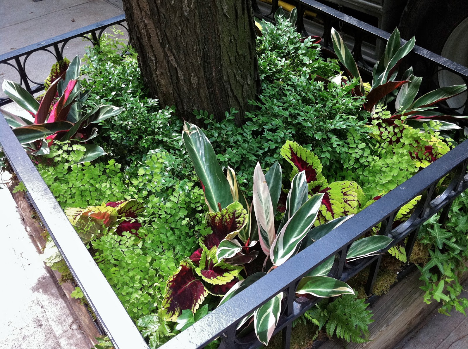 White Swan Properties Blogspot Boxwoods For Ontario Landscapes