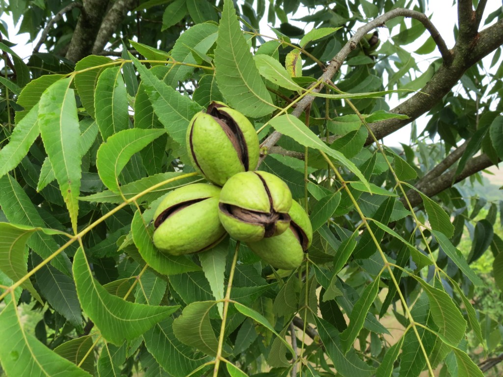 DIÁRIO COM A NATUREZA 08 DE JULHO NOZ PECÃ FRUTO SEMENTE FLOR