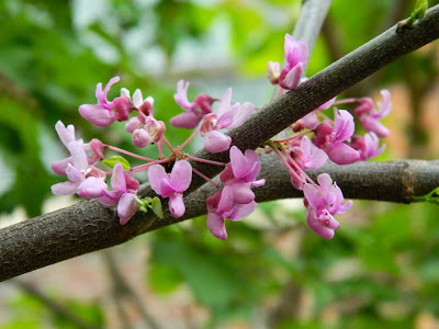 Cercis canadensis Eastern redbud flowers by garden muses-not another Toronto gardening blog
