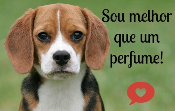Sou melhor que um perfume cruelty free testes em animais