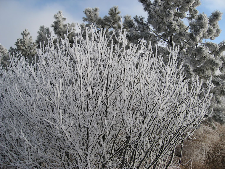 Fog Frost!