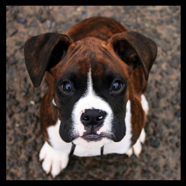 boxer puppy looking up