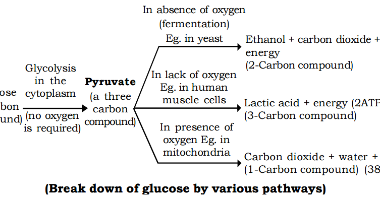 the process of respiration essay the process of respiration essay