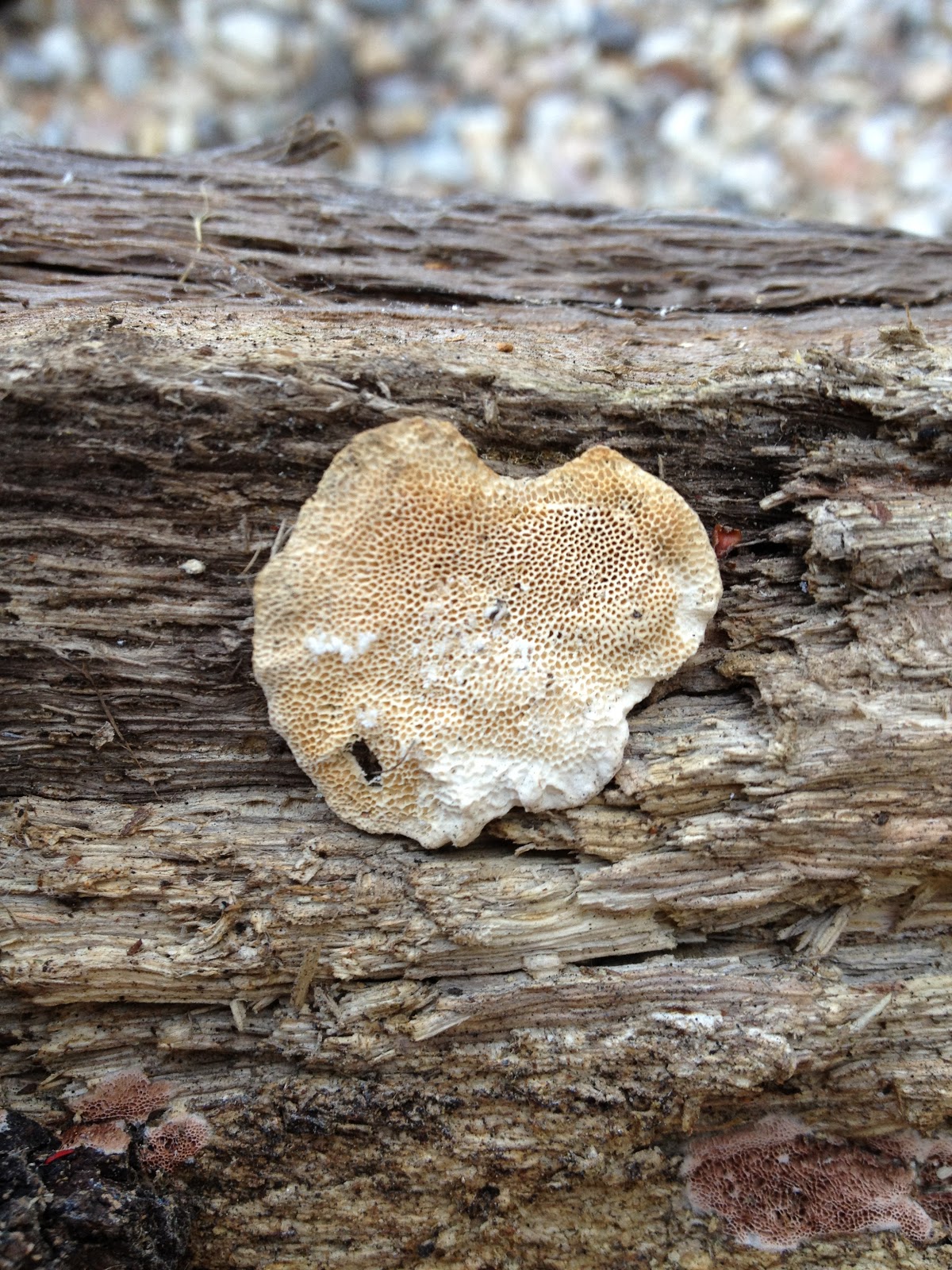 Classification Biology Project indian paint fungus