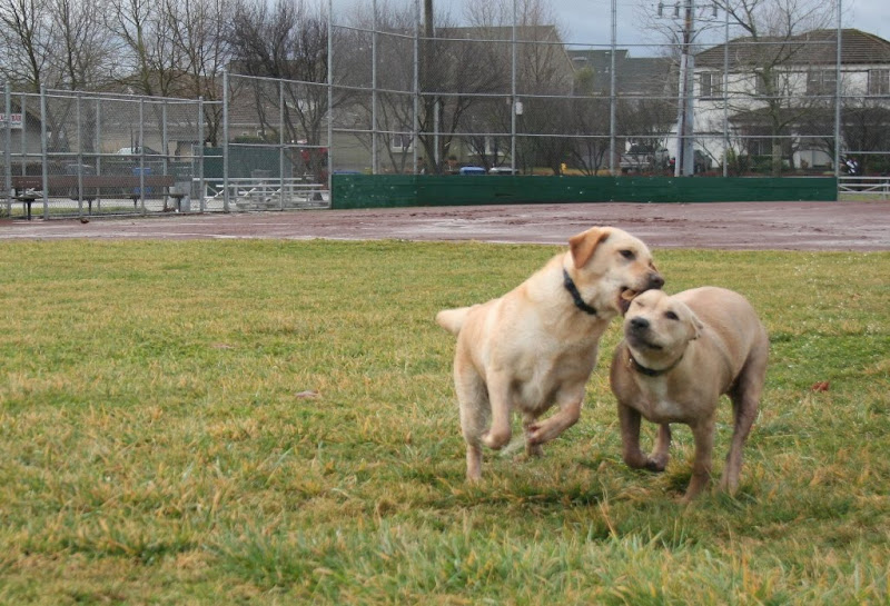 cabana running alongside chloe, with her mouth chomping on chloe's ear, chloe has the eye closer to her bitten ear closed, like she's feeling that bite