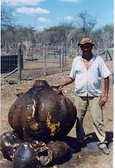 O xilopídio do mamãozinho-de-veado