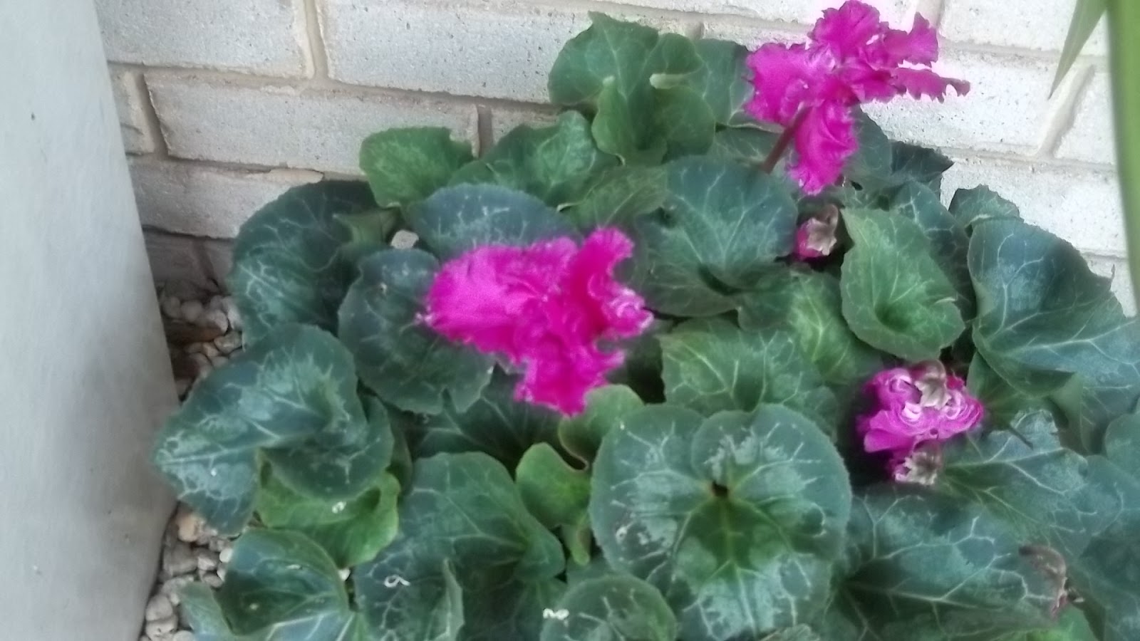 My Cooking and My Garden Potted Plants In Winter