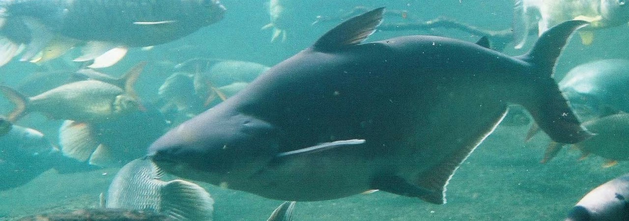 Î£ÏÎµÏÎ¹ÎºÎ® ÎµÎ¹ÎºÏÎ½Î±