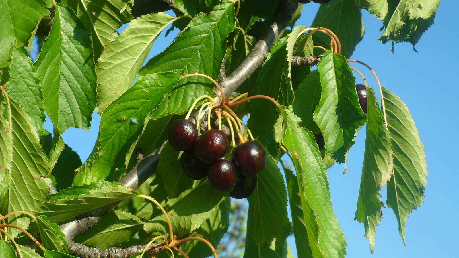 "Se ha escrito en Huertas": Capitulo 663: Ruta en Valdastilla.