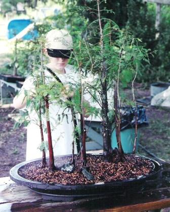 Bonsai Beginnings Kingsville Dwarf