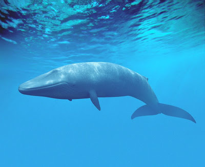 Antarctic blue whales make 'unprecedented' comeback Blue+whale2