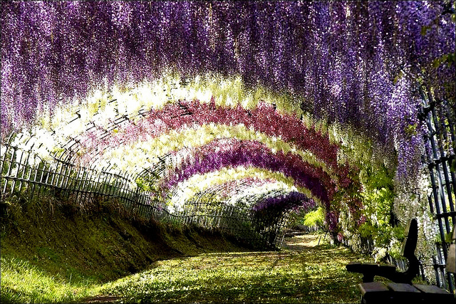 O fantástico túnel de flores Glicínias