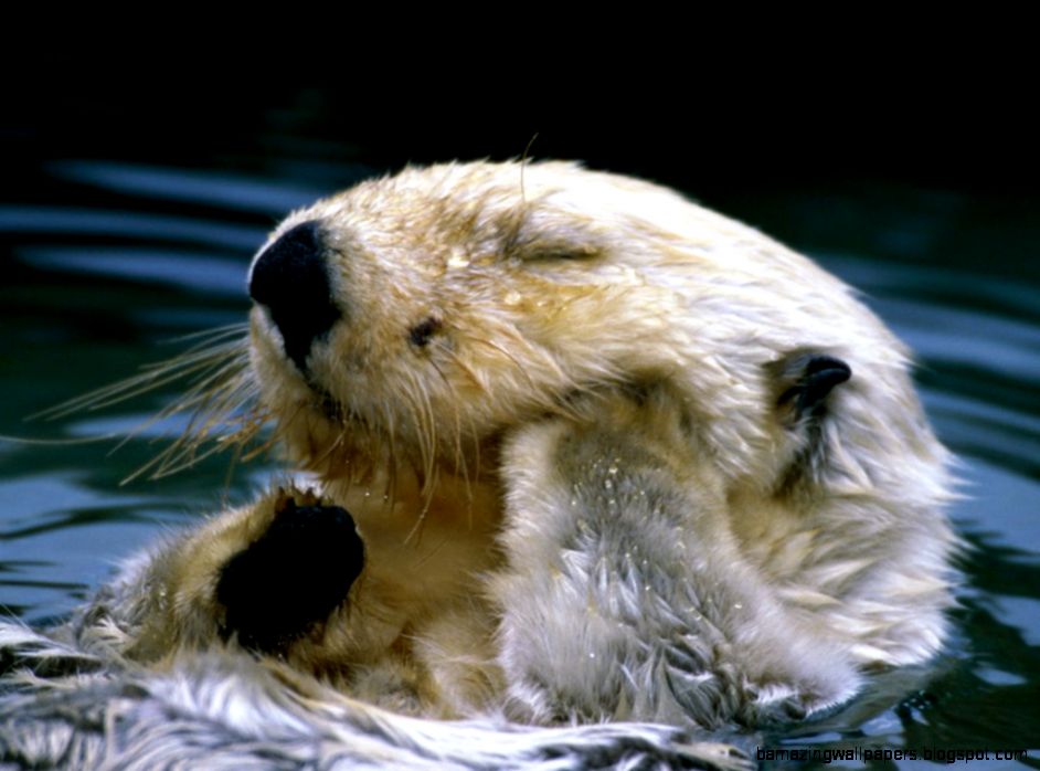 Edge Of The Plank Cute Animals Baby Sea Otters Edge Of The Plank Cute Animals Baby Sea Otters