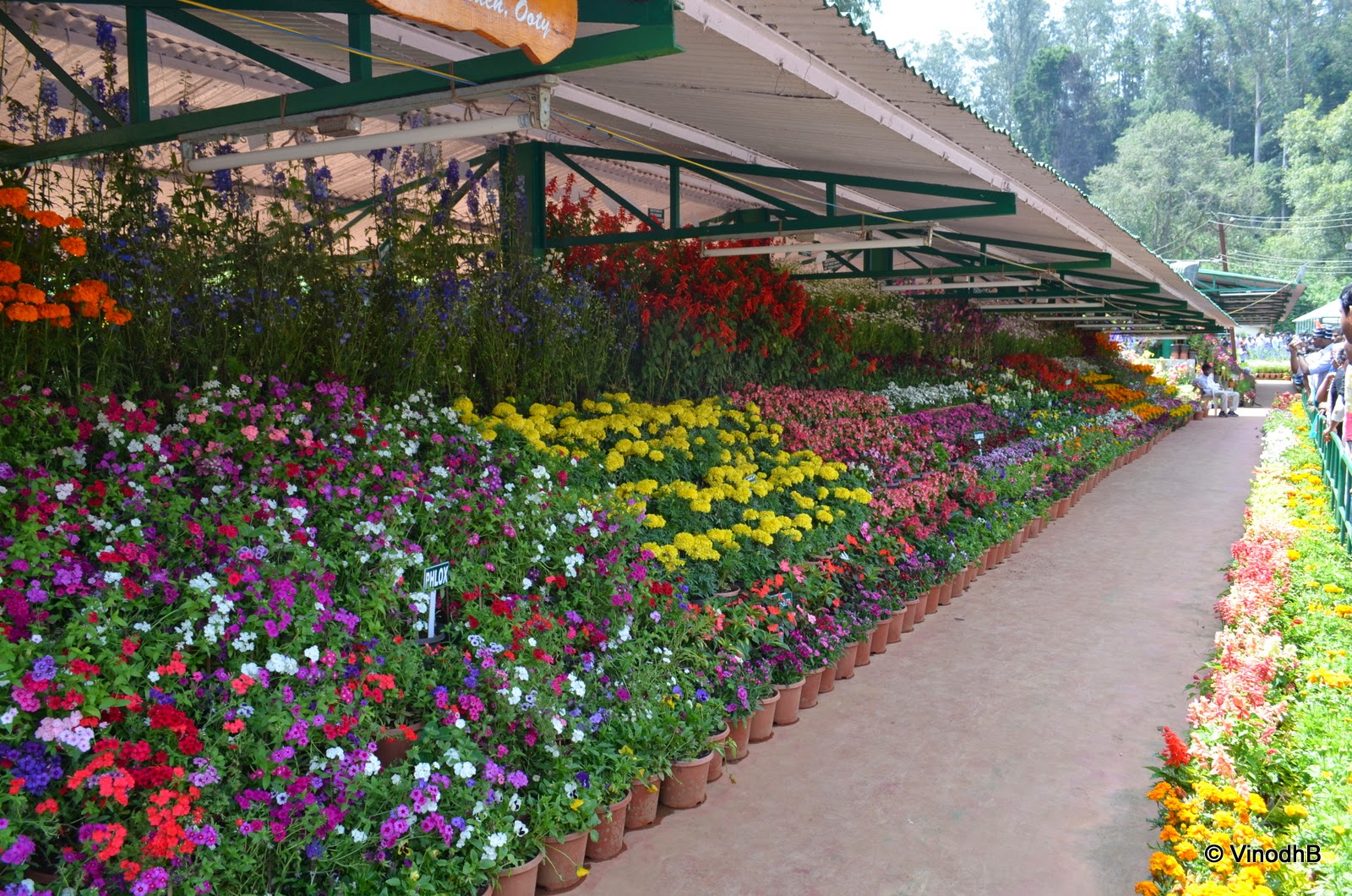 Vinodh Photography Ooty Flower show 2014