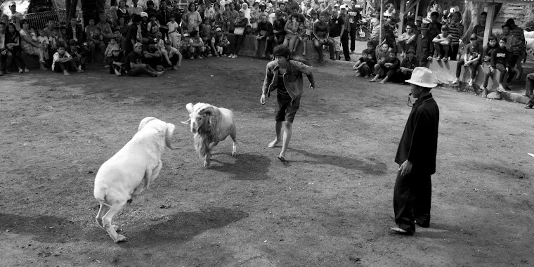 Di sebuah Arena Ketangkasan Domba. 2011