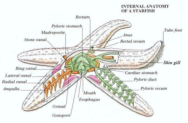 KRISTYAN STJERNE: Internal anatomy of a star fish