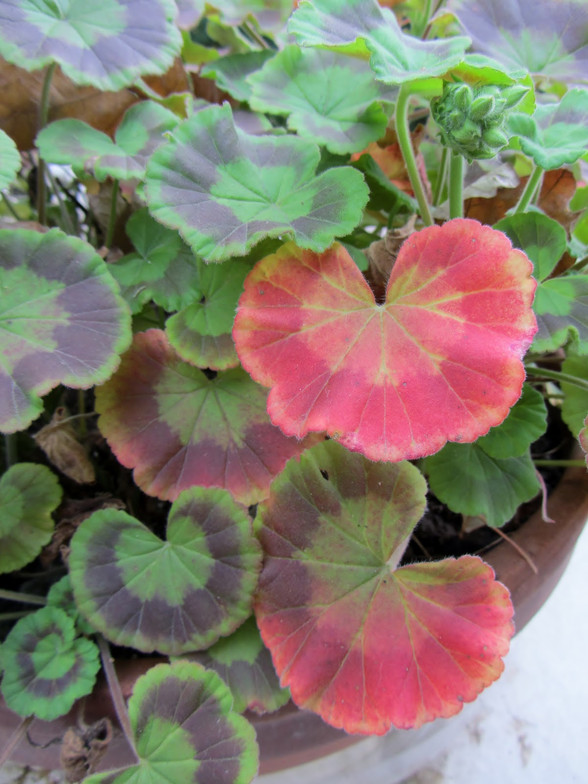 What Do Trailing Geraniums Look Like