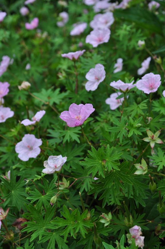 Three Dogs in a Garden G is for Geranium