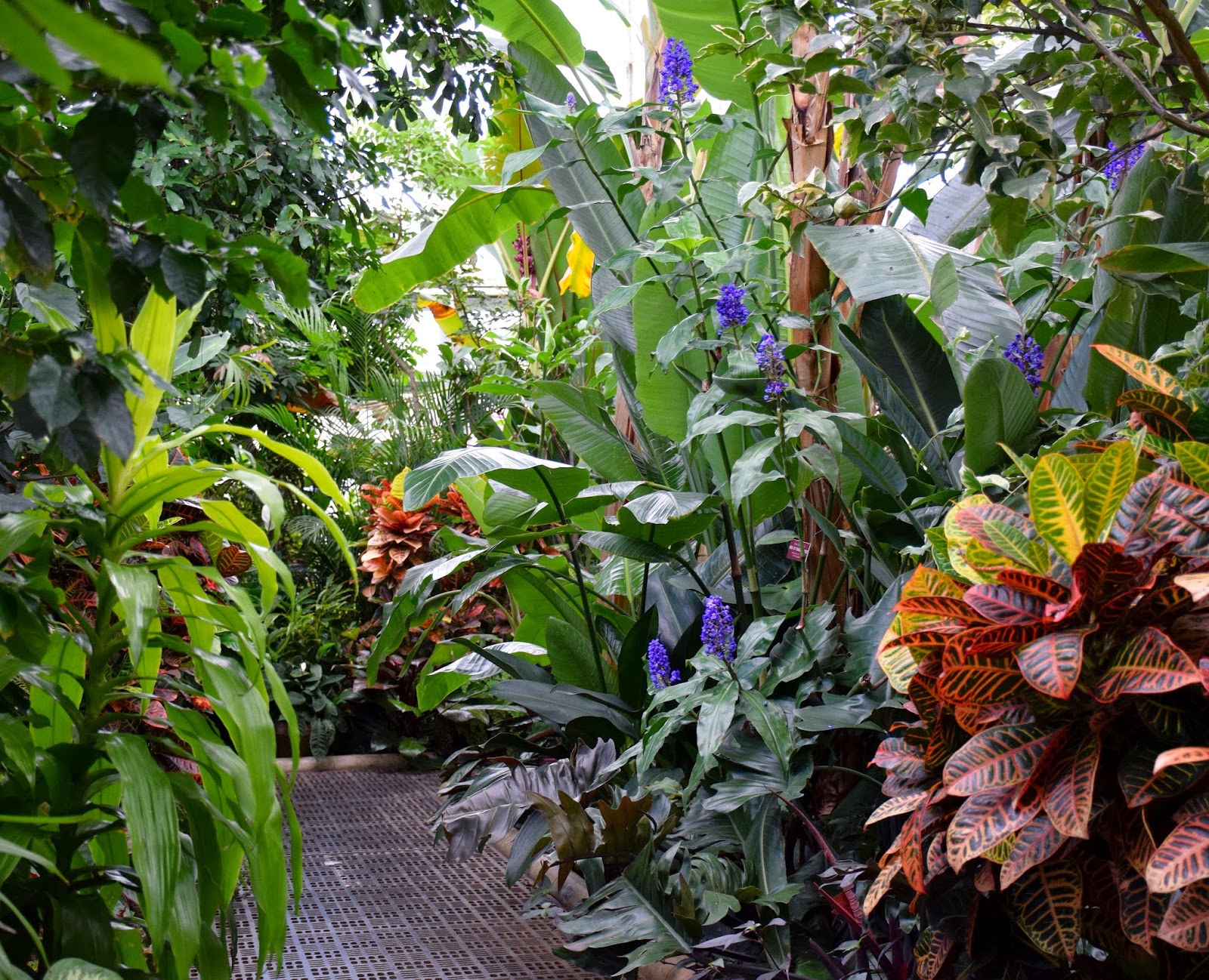 Melanie�s Perennials Arctic Blast! Not at Planting Fields