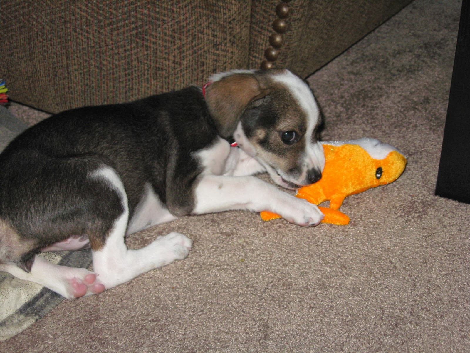 Cheagle Puppies Dog Training Home Dog Types