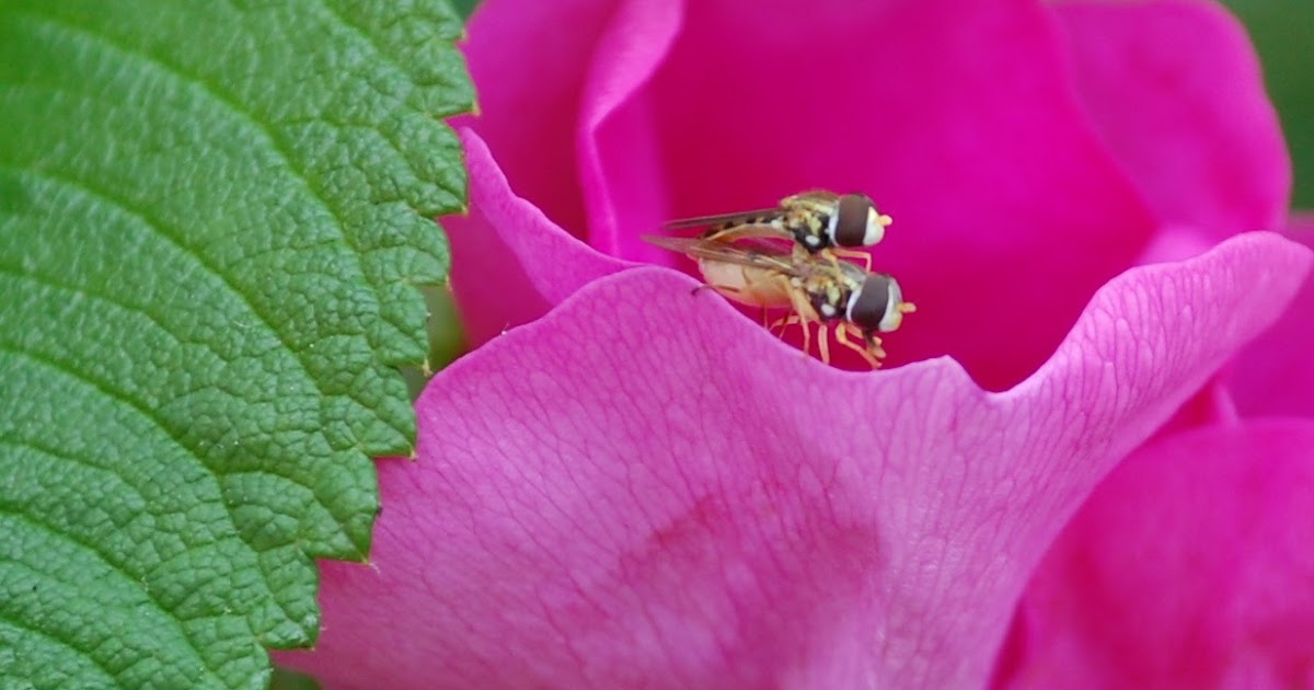 Urban Wildlife Guide Flies on a Rose